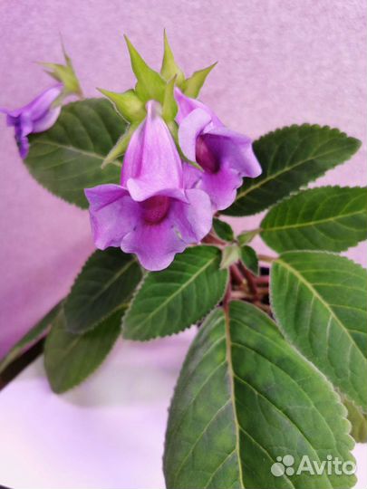Глоксиния тидея фиолетовая