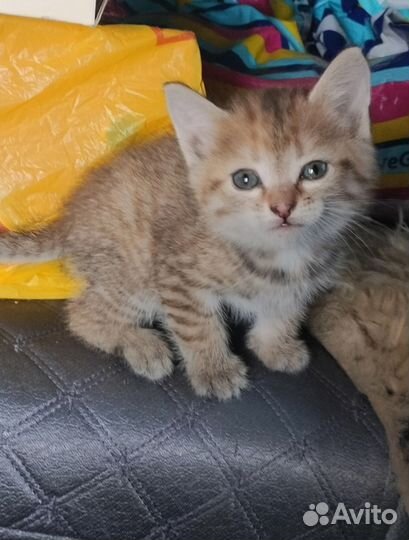 Кошка в дар бесплатно