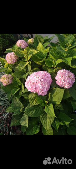Гортензия ремонтантная саженцы