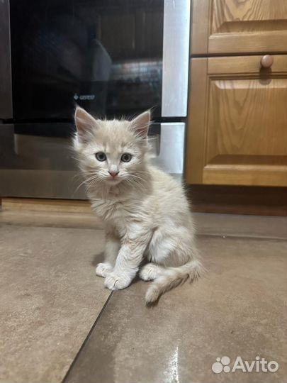 Котята в добрые руки даром