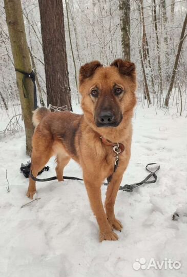 Очень умный пес ждет своего хозяина в приюте