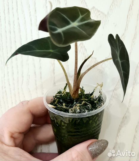 Алоказия Polly