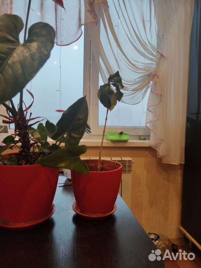 Цветочные горшки с растениями (цена за 3 шт.)