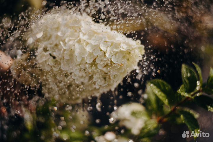 Гортензия метельчатая