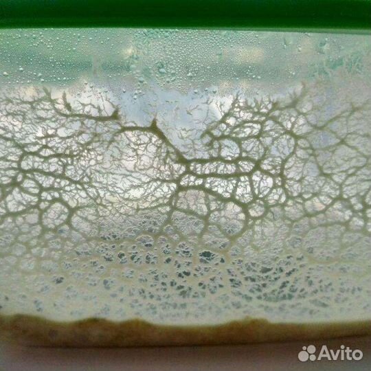 Живые корма для рыб