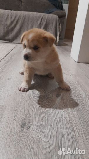 Домашние животные собаки щенки