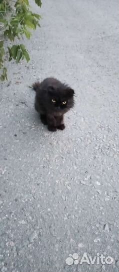 Кошечка потеряшка