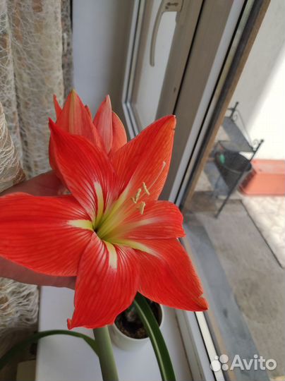 Гиппеаструм амариллис