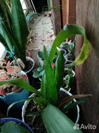 Замиокулькас