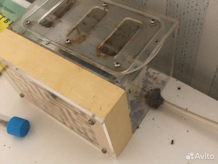 Муравьиная ферма с муравьями