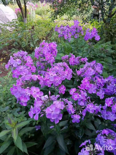 Флокс Игорь Тальков и др, гортензия, ромашка