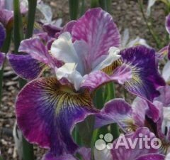 Ирисы бородатые сортовые