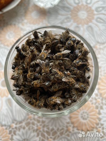 Пчелиный подмор