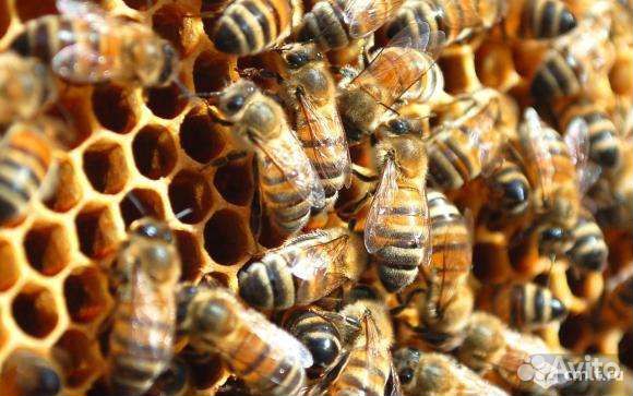 Продам пчелосемьи