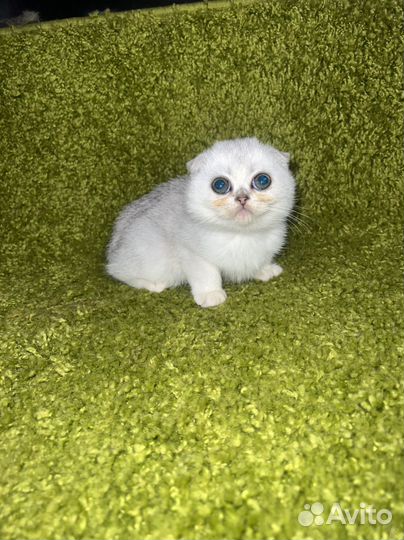 Котята с невероятными глазами