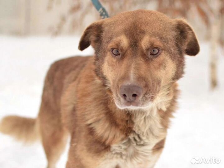 Кофейная собака