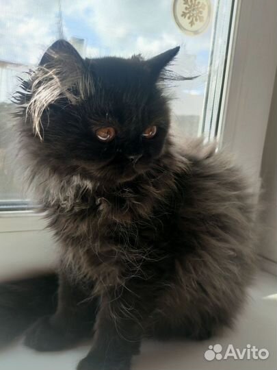 Персидские котята