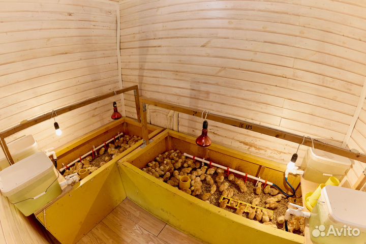 Усадьба фермерский бизнес птицеферма молодняка