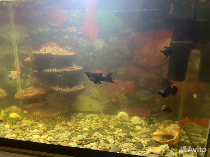 Аквариумные рыбки