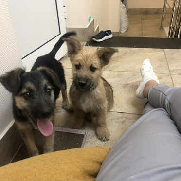 Ветеринарный врач онлайн консультации