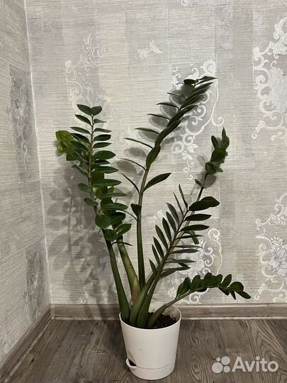 Замиокулькас (долларовое дерево) в горшке