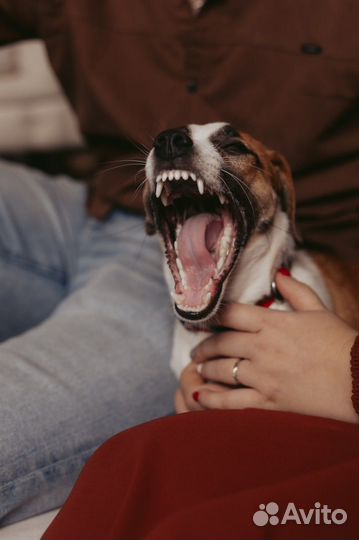 Вязка джек Рассел терьер