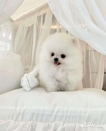 Микро и Мини Померанцы