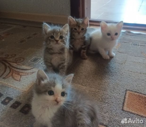 Котята в добрые руки бесплатно