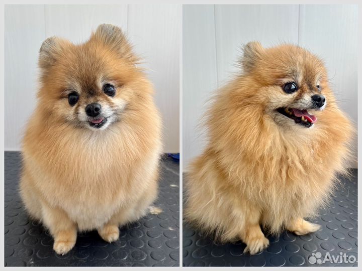 Груминг собак