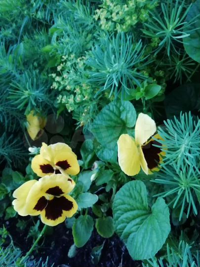 Участок 11 сот. (СНТ, ДНП)