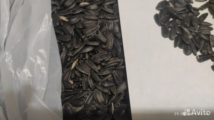 Семечки подсолнечника для птиц