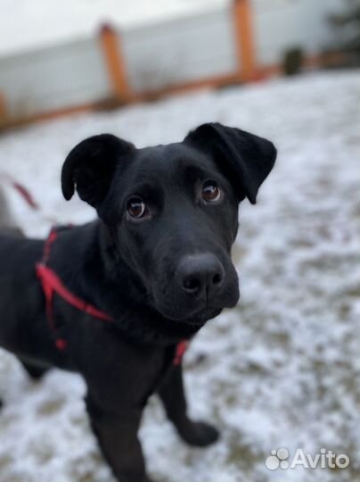 Щенок в самые лучшие руки бесплатно