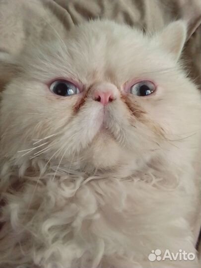 Персидская