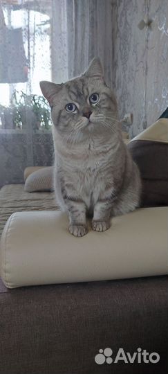 Коты для вязки