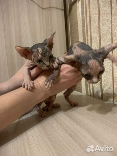 Канадский сфинкс котенок