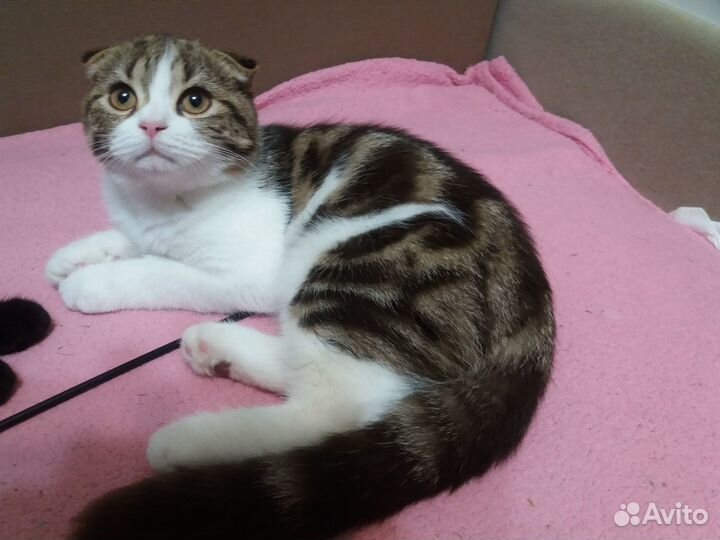 Мраморные шотланские котята