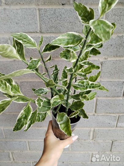 Педилантус