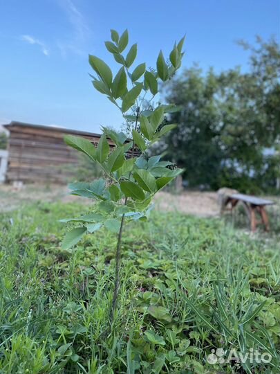 Грецкий орех