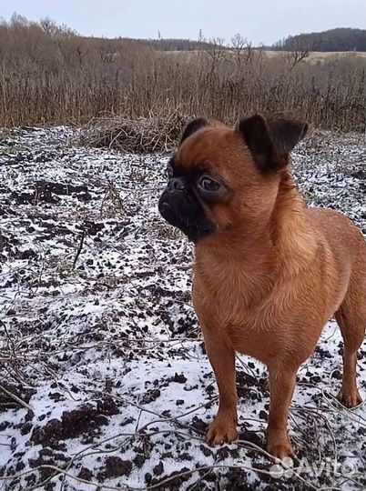 Грифоны брюссельские