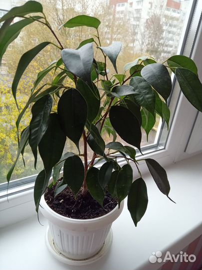 Фикус бенджамина