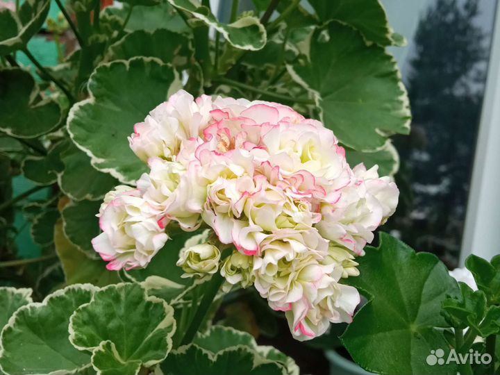 Uaito ringu, PAC 'Viva Rosita, Mrs.Charles