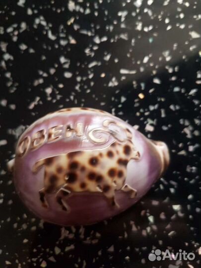 Ракушка морская