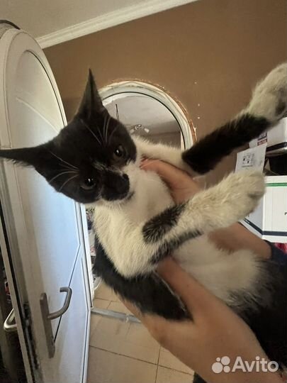 Котенок в добрые руки