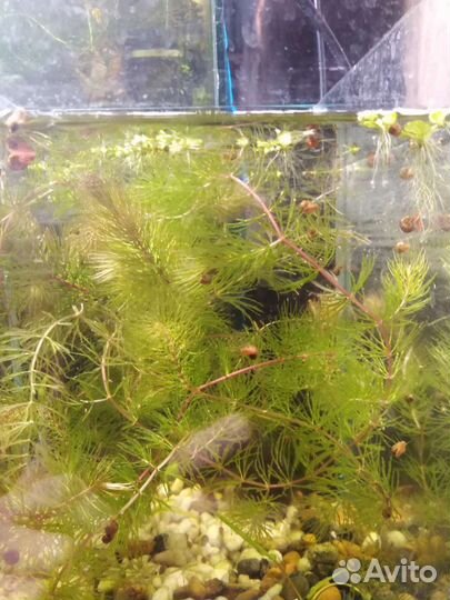 Роголистник