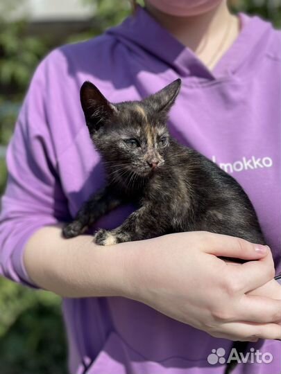 Милая кошечка в добрые руки