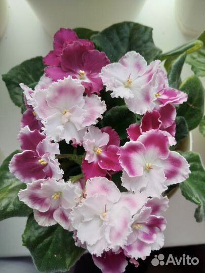 Сенполия, фиалка