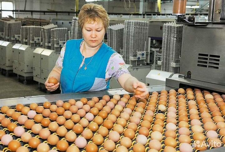 Предлагаем стабильную работу на птицефабрике