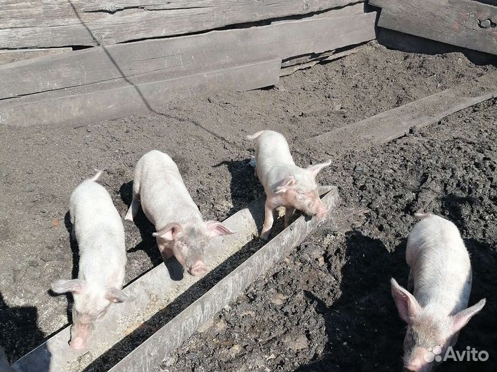 Поросята Ландрас
