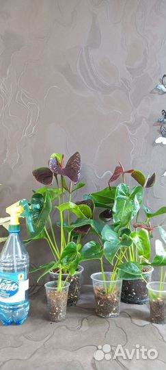 Антуриум Эссенция