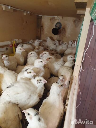 Перепелиные яйца инкубационные, перепелята